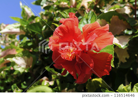 Double blooming hibiscus Double blooming hibiscus 116514646