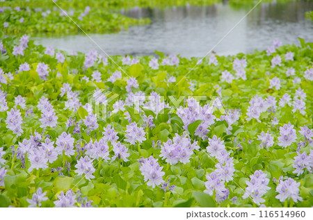 Water hyacinth flowers 116514960