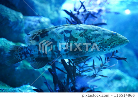 Aquarium fish swimming in a tank Aquarium fish swimming in a tank 116514966