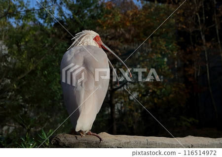 Ibis with open beak 116514972