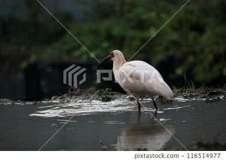 Toki walking through rice fields Toki walking through rice fields 116514977
