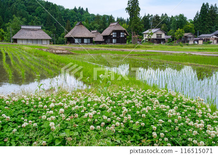 實田和白三葉草 116515071