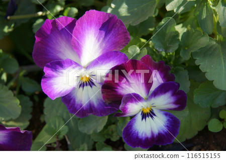 Pansy Pansy 116515155