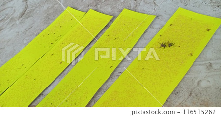 A lot of flying insects were caught on the yellow sticky sheet. 116515262