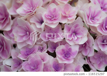 繡球花的顏色 116515297