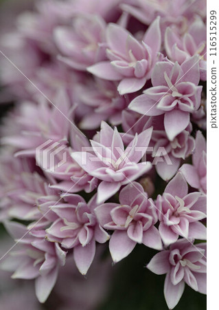Double-flowered Pentas brightening up the garden Double-flowered Pentas brightening up the garden 116515299