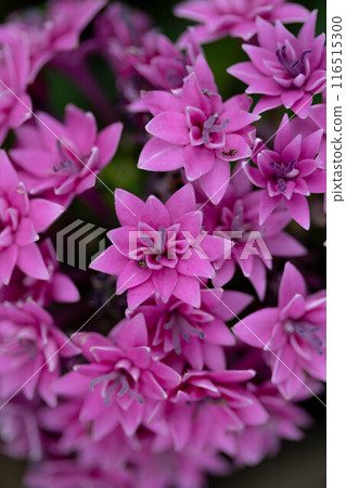 華麗的八重崎五角星 華麗的八重崎五角星 116515300