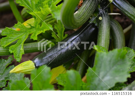 收穫的西葫蘆 116515316