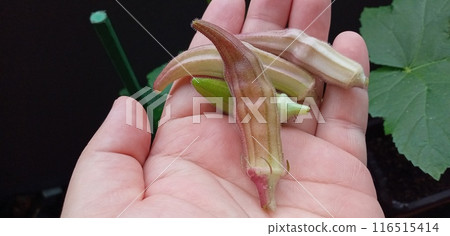 Slightly colored red okra Slightly colored red okra 116515414