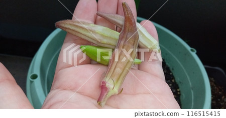 Light red okra Light red okra 116515415