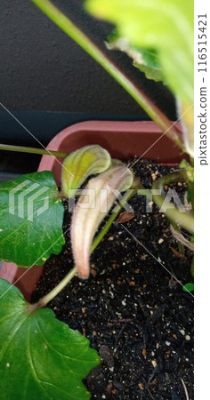 色澤差的紅秋葵 116515421