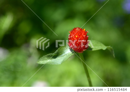 千日紅 千日紅 116515484