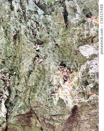 沖繩森林中發現的岩石 116515488