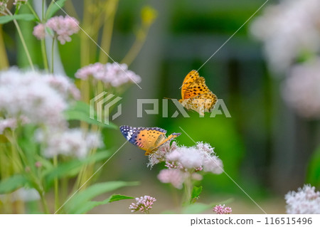 Courtship of the Swallowtail Butterfly in the Fujibakama Garden in Oharano Courtship of the Swallowtail Butterfly in the Fujibakama Garden in Oharano 116515496