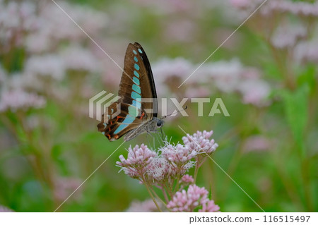 A Japanese blue swallowtail butterfly drinking nectar in the Fujibakama garden in Oharano A Japanese blue swallowtail butterfly drinking nectar in the Fujibakama garden in Oharano 116515497