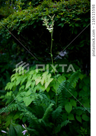 六瓣繡線菊花。它屬於 Meadowsweet 嗎？那麼，花的語言就是「平靜」、「溫柔的風景」、「輕鬆」、輕鬆的感覺。 116515598
