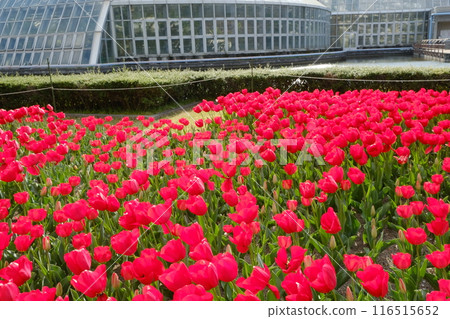 Spring flower bed in front of the greenhouse at Kyoto Botanical Garden 116515652