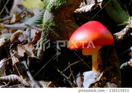 Egg mushrooms along the walking trail in Rurikei Nature Park 116515653