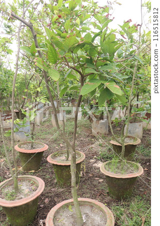 Baccaurea motleyana fruit on tree in farm Baccaurea motleyana fruit on tree in farm 116515812