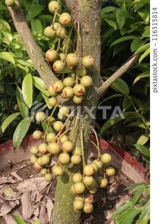 Baccaurea motleyana fruit on tree in farm Baccaurea motleyana fruit on tree in farm 116515814