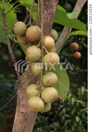 Baccaurea motleyana fruit on tree in farm 116515819