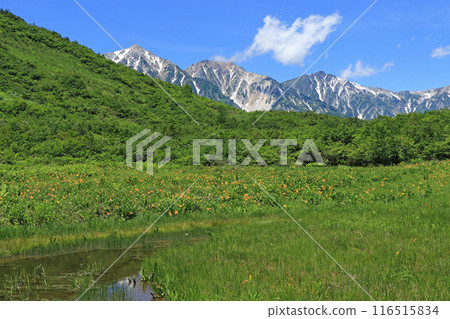 夏季白馬黃花菜和白馬三山 116515834