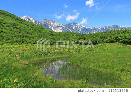 Summer Hakuba: Daylilies and the Hakuba Sanzan Mountains 116515836
