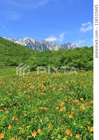 Summer Hakuba: Daylilies and the Hakuba Sanzan Mountains Summer Hakuba: Daylilies and the Hakuba Sanzan Mountains 116515845