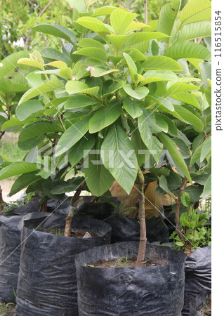 Artocarpus lacucha on tree in the farm are cash crops Artocarpus lacucha on tree in the farm are cash crops 116515854