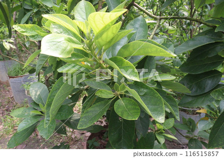 Artocarpus lacucha on tree in the farm are cash crops Artocarpus lacucha on tree in the farm are cash crops 116515857