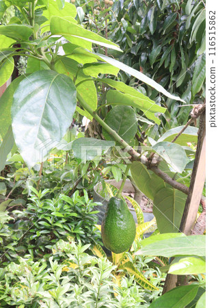 Artocarpus lacucha on tree in the farm are cash crops Artocarpus lacucha on tree in the farm are cash crops 116515862