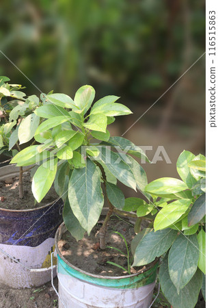 Artocarpus lacucha on tree in the farm are cash crops 116515863