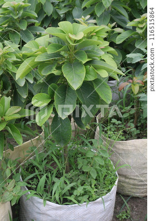 Artocarpus lacucha on tree in the farm are cash crops Artocarpus lacucha on tree in the farm are cash crops 116515864