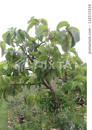 Artocarpus lacucha on tree in the farm are cash crops Artocarpus lacucha on tree in the farm are cash crops 116515916