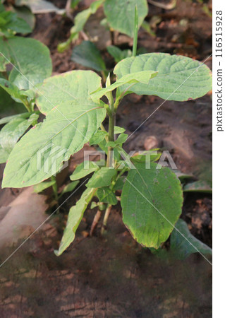 Artocarpus lacucha on tree in the farm are cash crops 116515928