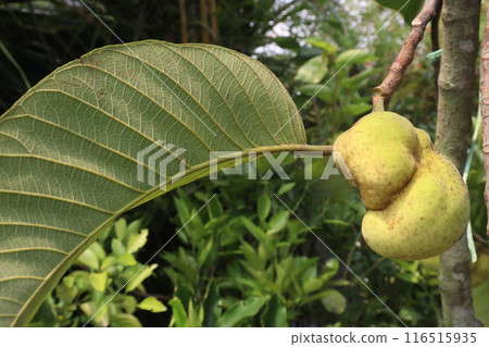 Artocarpus lacucha on tree in the farm are cash crops Artocarpus lacucha on tree in the farm are cash crops 116515935