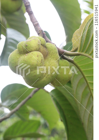 Artocarpus lacucha on tree in the farm are cash crops Artocarpus lacucha on tree in the farm are cash crops 116515941