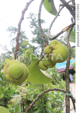 Artocarpus lacucha on tree in the farm are cash crops 116515942