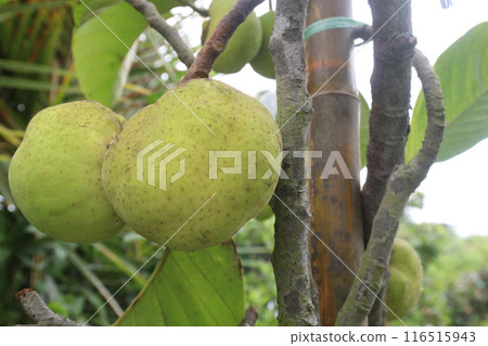 Artocarpus lacucha on tree in the farm are cash crops Artocarpus lacucha on tree in the farm are cash crops 116515943