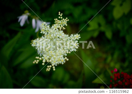 Six-petaled spirea flower. Is it part of the spirea family? If so, the flower language is "calm," "graceful scenery," "leisure," and a sense of leisure. 116515962