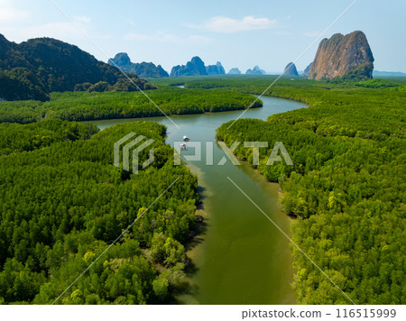 Amazing abundant mangrove forest, Aerial view of forest trees Rainforest ecosystem and healthy environment background, Texture of green trees forest top down, High angle view Amazing abundant mangrove forest, Aerial view of forest trees Rainforest ecosystem and healthy environment background, Texture of green trees forest top down, High angle view 116515999