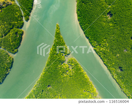 Amazing abundant mangrove forest, Aerial view of forest trees Rainforest ecosystem and healthy environment background, Texture of green trees forest top down, High angle view Amazing abundant mangrove forest, Aerial view of forest trees Rainforest ecosystem and healthy environment background, Texture of green trees forest top down, High angle view 116516004