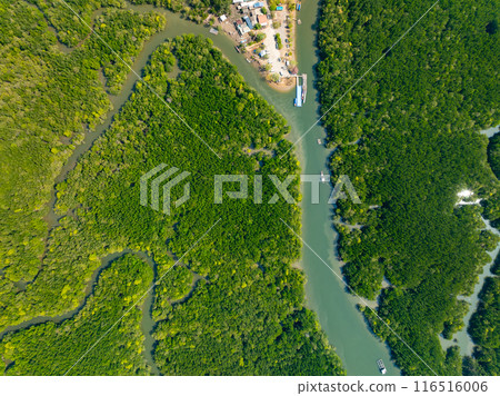 Amazing abundant mangrove forest, Aerial view of forest trees Rainforest ecosystem and healthy environment background, Texture of green trees forest top down, High angle view Amazing abundant mangrove forest, Aerial view of forest trees Rainforest ecosystem and healthy environment background, Texture of green trees forest top down, High angle view 116516006