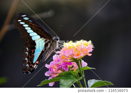 Swallowtail butterfly sucking flower nectar Swallowtail butterfly sucking flower nectar 116516073