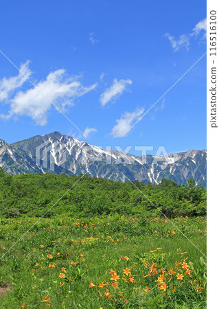 夏天的白馬:黃花菜和白馬山 夏天的白馬:黃花菜和白馬山 116516100