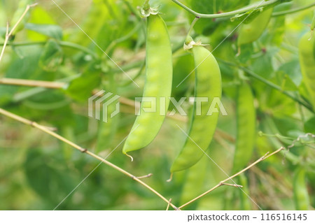 Snow peas, peas that swell in spring 116516145