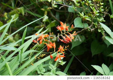 水仙花花 水仙花花 116516162