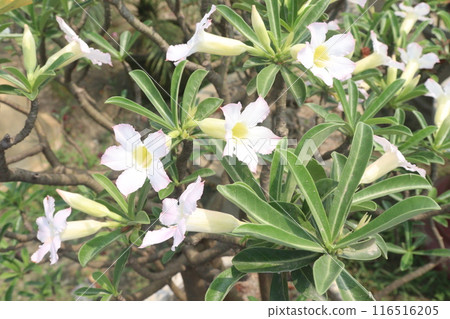 Adenium flower plant on nursery Adenium flower plant on nursery 116516205