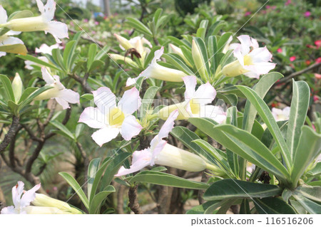 Adenium flower plant on nursery 116516206