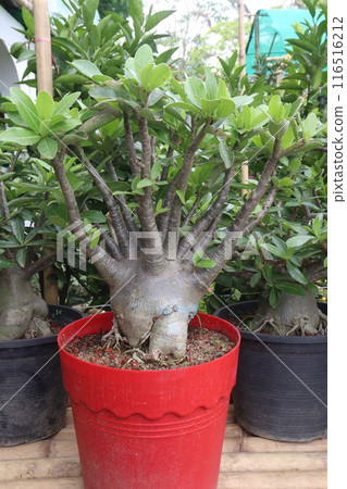 Adenium flower plant on nursery 116516212